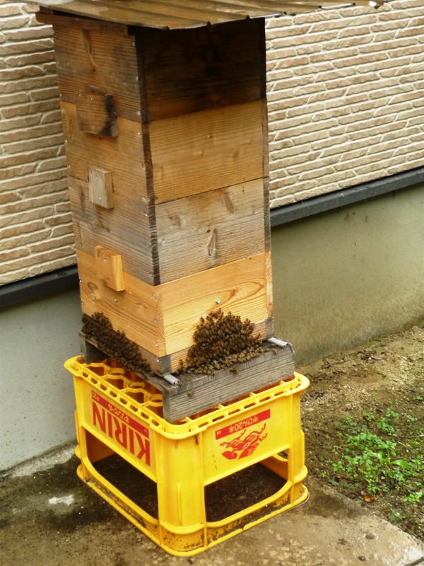 日本蜜蜂 重箱式巣箱 説明書有 温暖化対策の底板金網、換気枠のフル